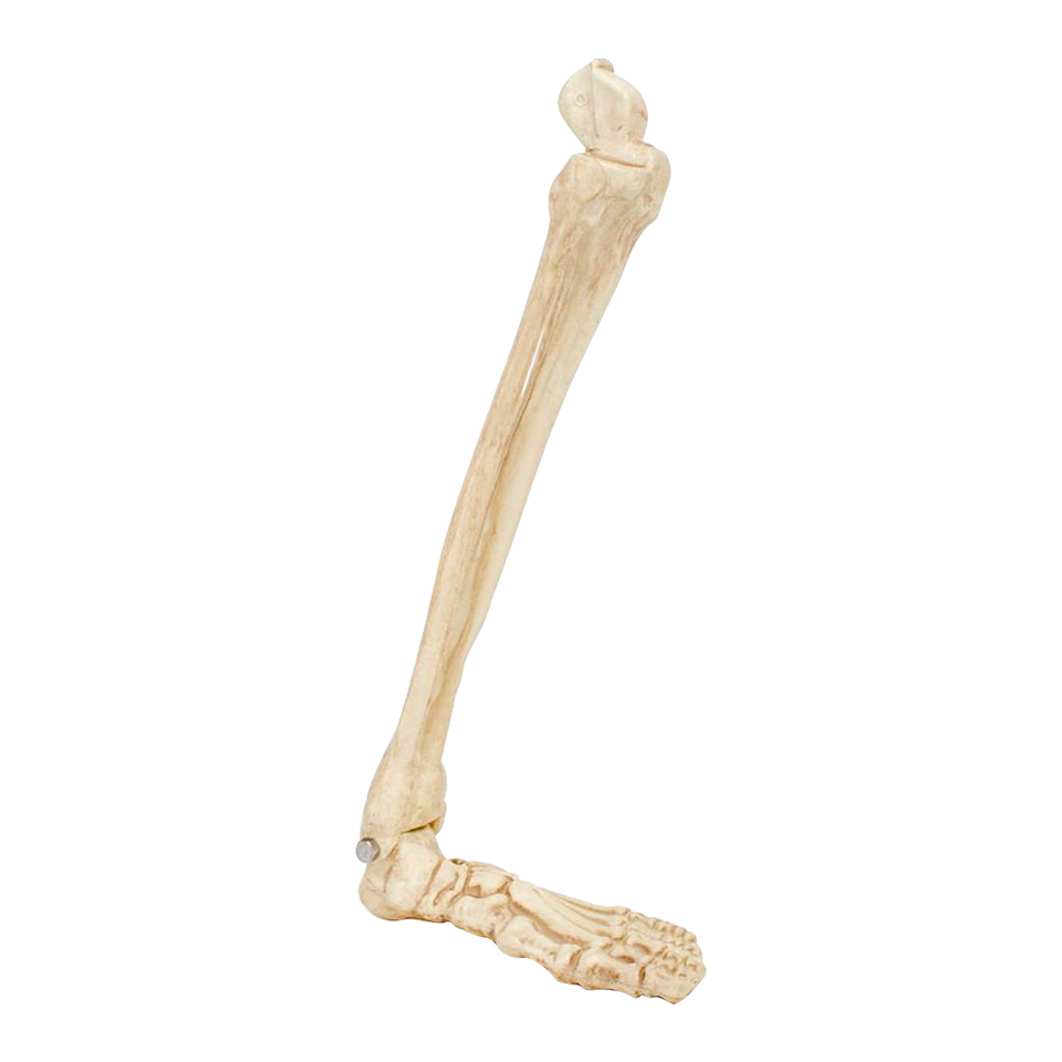 Crazy Bonez Skeleton Leg Bone Scary Halloween Decor